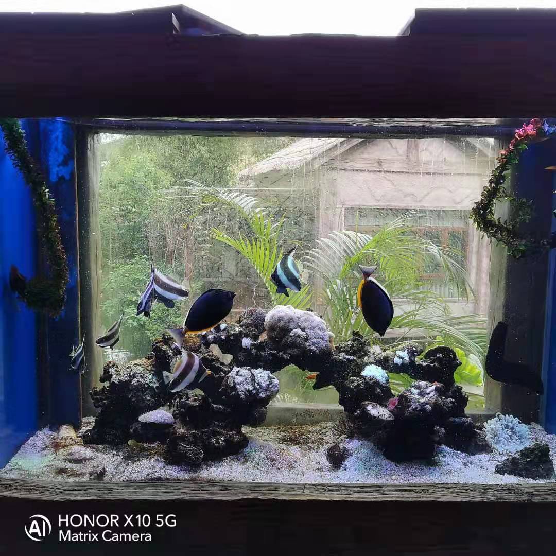 豐冀珊瑚魚缸圖片1 豐冀珊瑚魚缸圖片1